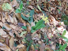 Calanthe sieboldii