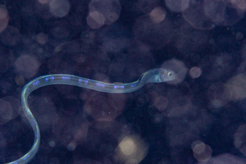 Eel blenny (Xiphasia setifer) — Blenniidae — 4