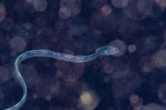 Xiphasia setifer