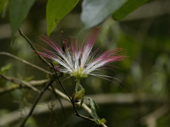 Calliandra selloi