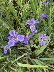 Iris giganticaerulea