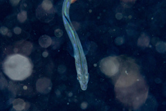Xiphasia setifer