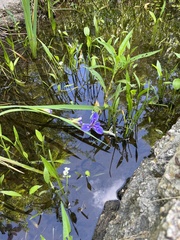 Iris giganticaerulea