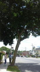 Fraxinus pennsylvanica