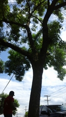 Fraxinus pennsylvanica