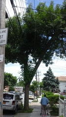 Fraxinus pennsylvanica