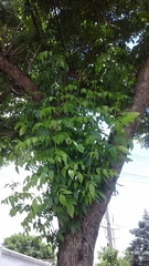 Fraxinus pennsylvanica