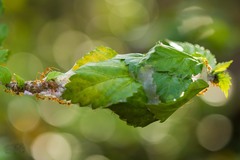 Oecophylla smaragdina