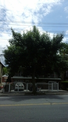 Fraxinus pennsylvanica