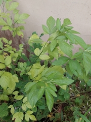 Ohwia caudata