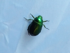 Anomala russiventris