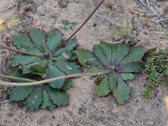 Othonna auriculifolia