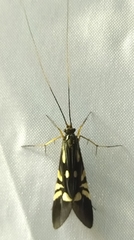 Arniocera