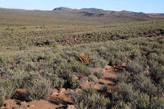 Aloe broomii