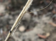 Austrostipa mollis