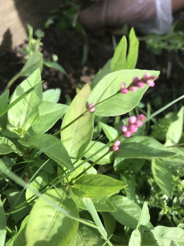 photo of Lady's Thumb (Persicaria maculosa)