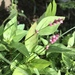 photo of Spotted Lady's Thumb (Persicaria maculosa)