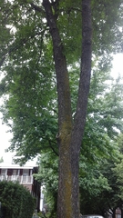 Fraxinus pennsylvanica