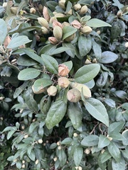 Lagunaria
