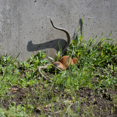 Elaphe quadrivirgata