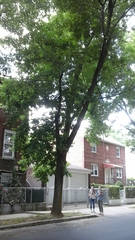 Fraxinus pennsylvanica