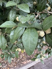 Lagunaria