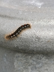 Euproctis chrysorrhoea