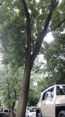 Fraxinus pennsylvanica