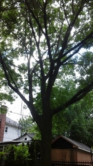 Fraxinus pennsylvanica