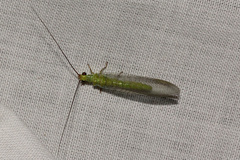 Plesiochrysa ramburi