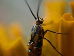Neoheliodines