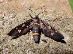 Amata cyssea