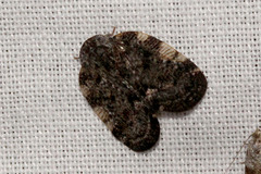 Aprivesa