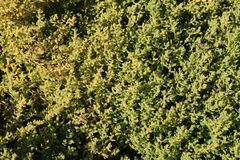 Suaeda novae-zelandiae