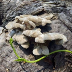 Schizophyllum radiatum