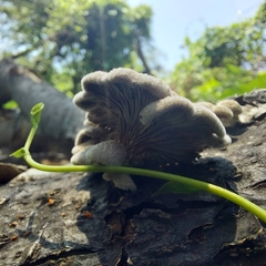 Schizophyllum radiatum