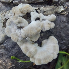 Schizophyllum radiatum