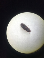 Bitoma quadriguttata