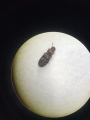 Bitoma quadriguttata