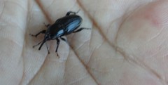 Sphenophorus aequalis