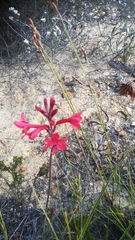 Tritoniopsis pulchra