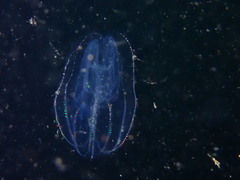 Bolinopsis microptera