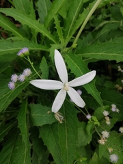Hippobroma longiflora