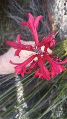 Tritoniopsis pulchra