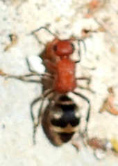 Timulla dubitata