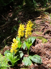 Calanthe sieboldii
