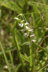 Spiranthes lucida