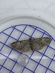 Eupithecia dodoneata