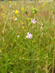 Silene micropetala