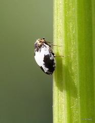 Anthrenus sophonisba